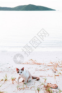 美丽猫咪在泰国河畔高山岛附近的小平和白沙滩上海滩高清图片素材