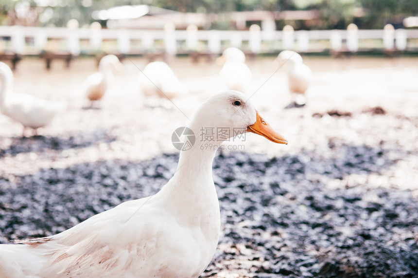 白鸭头在泰国农村有机自由牧场农近距离拍摄图片