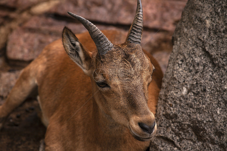 狩猎公园动物中可爱的棕色山羊可爱的棕色山羊图片