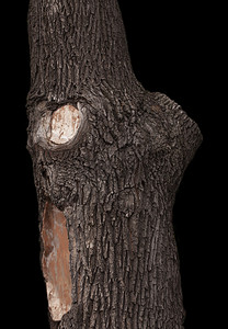 古木树皮图片