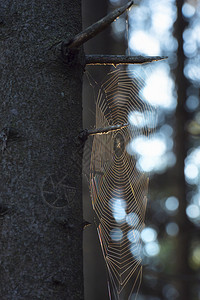 树上的蜘蛛网图片