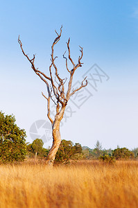 干草原上的死树泰王国高大草原的干地图片