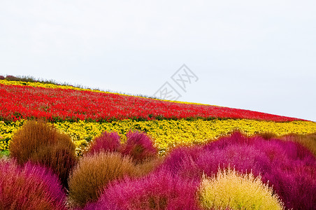 日本北海道红粉和黄花田高清图片
