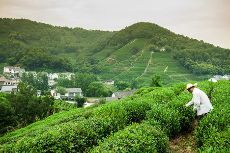 茶叶种植园摄影杭州梅家坞的农民在采摘茶叶背景
