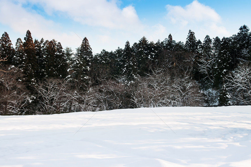 松树和雪地冬天空晴朗图片