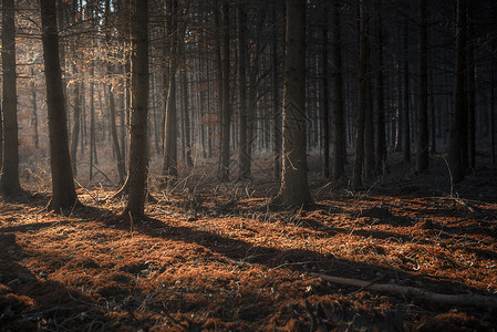 雾霾来了在秋色黑暗和阴的魔法林中但阳光穿透了树木在一个温暖的奥克托白日在德国背景