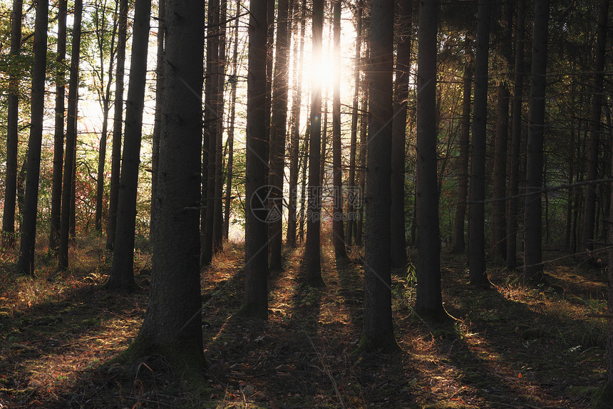秋天的森林风景树高无叶阳光照耀着树林和影子的游戏在奥斯托伯德意志图片