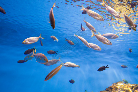 水族馆中拍摄的鱼群照片钓鱼高清图片素材