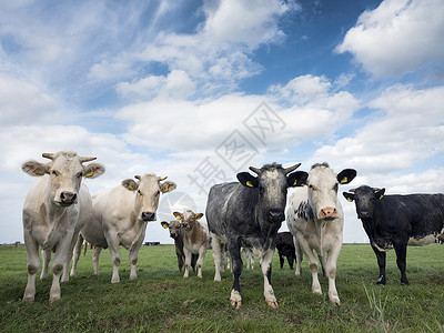 绿草地在阿默斯福特附近的霍兰有奇特肉牛和小群背景图片