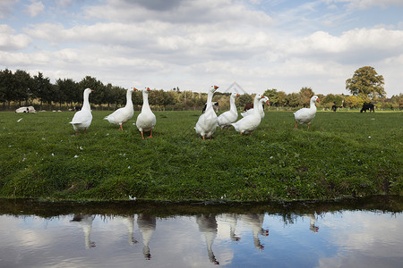 在绿草地的白鹅反映在河水中背景图片