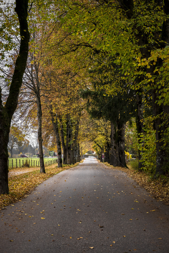 在城市附近著名的德国地区巴伐利亚bavri由高的树木环绕长徒步道上树有多彩的秋叶图片