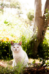 Jogashim公园的可爱街头小猫MIURAJapn图片
