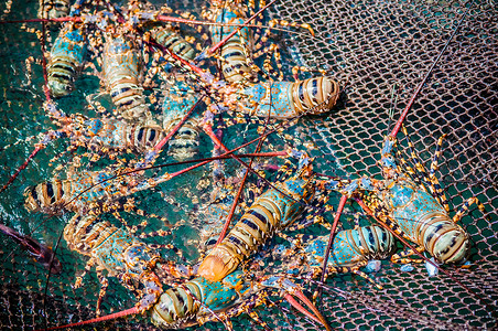 喷漆的脊椎龙虾捕捉在布料上放松高清图片素材