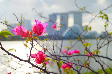 花朵在前台和的夏尔波码头酒店的花朵中图片