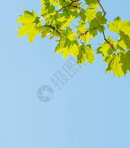青树的明绿叶与蓝天相对图片
