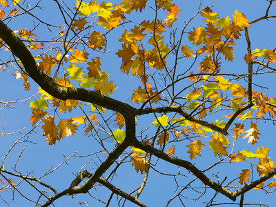 彩色橙黄秋叶橡树和蓝天空背景图片