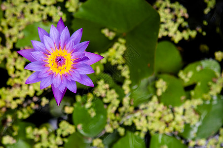 蓝色莲花美丽的水百合花及其叶子在背景中背景