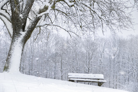 冬天树下的长凳覆着厚厚的积雪图片