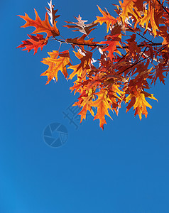 红橡树的明秋叶在天公园的蓝对面背景图片