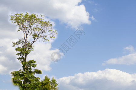 蓝色天空和云底的美丽树蓝色天空和云层的美丽树图片
