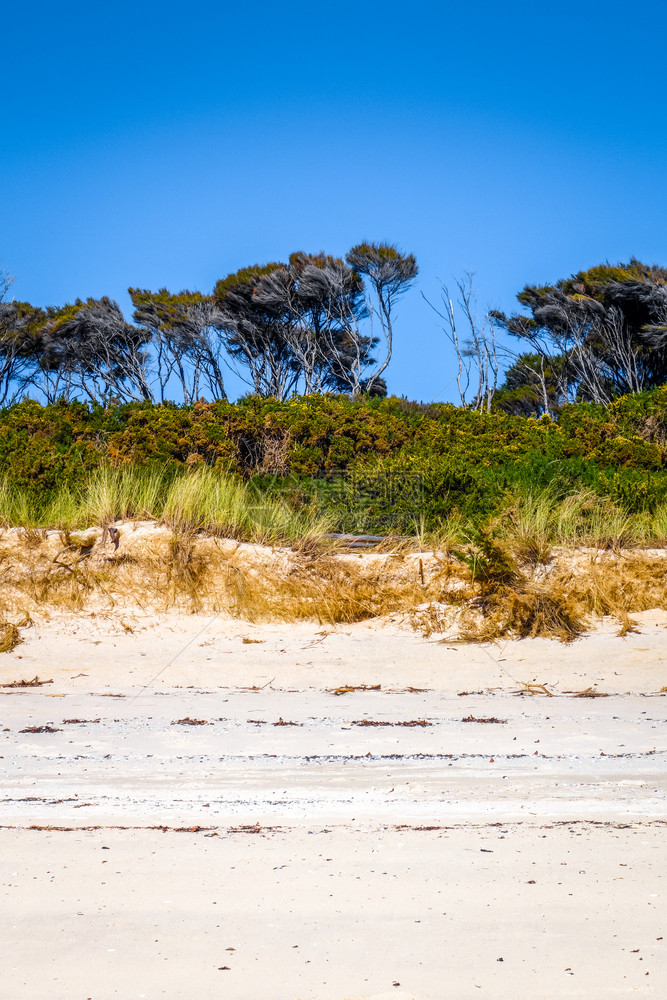 新西兰泽州阿贝尔塔斯曼公园的沙丘图片