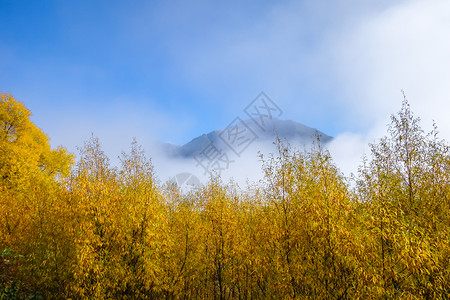 新西兰山上的黄树林图片