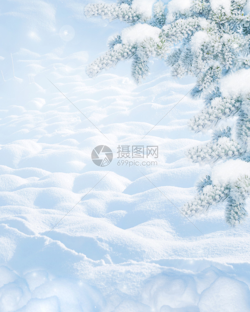 寒冷的阳光明日寒冷的冬月风景边有白雪贴近和滑的白树枝在自然户外的森林中有雪背景复制空间以蓝色刻着图片