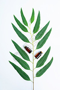 eucalypts油瓶白底有eucalypts枝图片