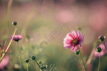 草地里的小花朵背景图片