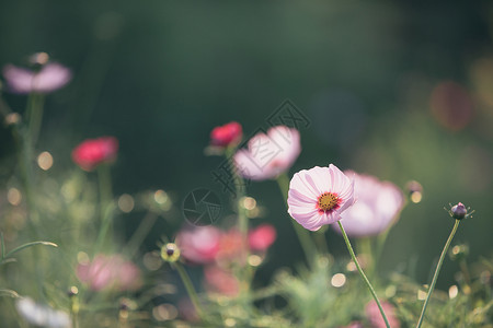 白色草以实地背景陈年样式关闭的粉红花背景