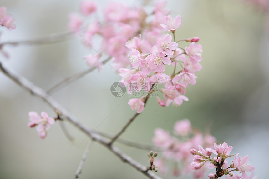 樱花在樱桃树枝上图片