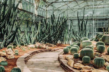 室内的仙人掌植物图片