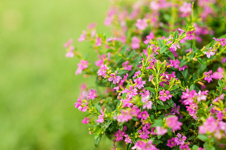 粉红色花朵包括假羊墨西哥海鲜花精美草药或秋花图片