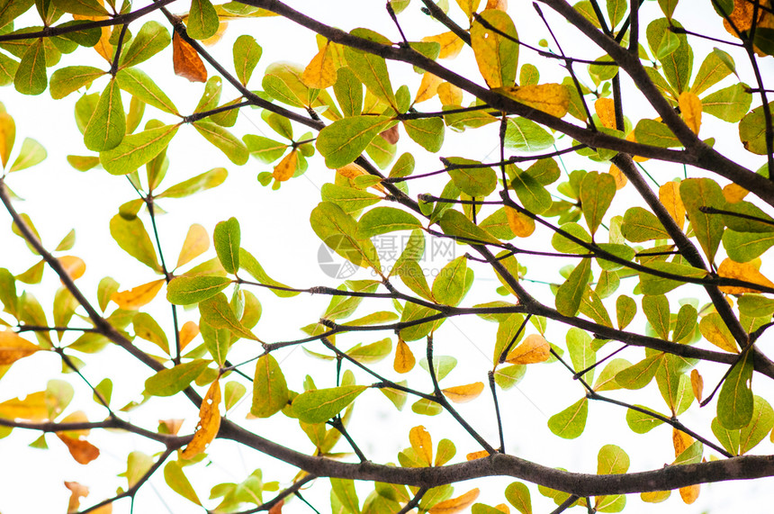 树枝绿色和黄象牙的海岸杏仁树叶终极象牙图片