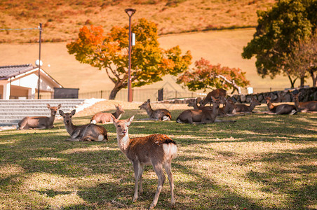 japn纳拉市公园卡苏加诺的鹿群图片