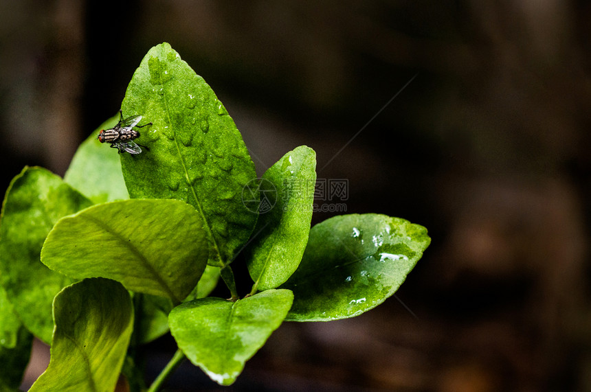 热带绿石灰树叶上的苍蝇室内活深底昆虫紧闭图片