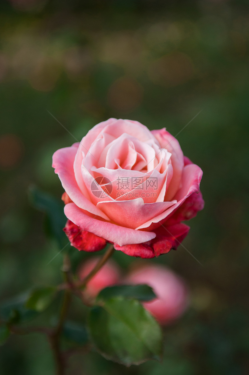 一朵有叶子的粉红玫瑰图片