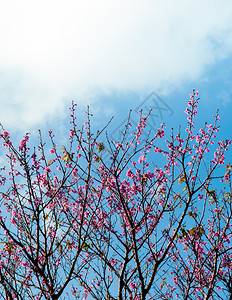 萨库拉樱花泰万桃青春的蓝色季天空在伊西加基岛OKINAWjapn图片