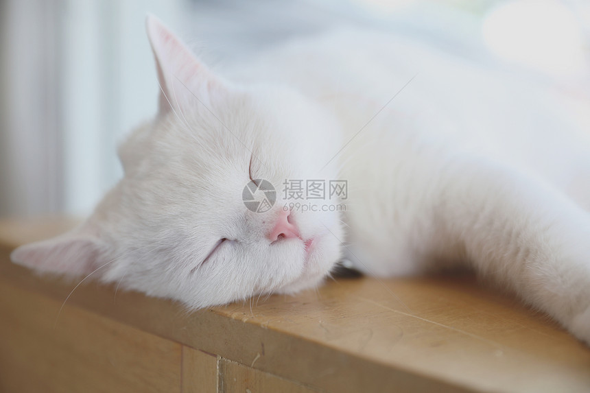 白天睡的可爱猫咪图片