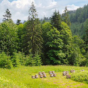 山坡细树和蜜蜂的山坡画像和美丽的景色位置是喀尔巴阡乌黑欧洲概念生态保护探索世界和的美观背景图片