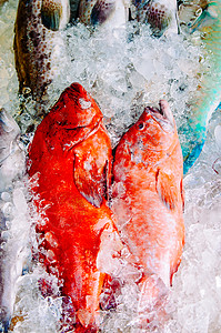 普吉岛海鲜当地鱼市场上的冰红石鱼群背景