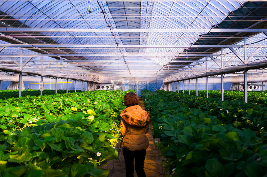 草莓农场在韩国南部的汉城图片