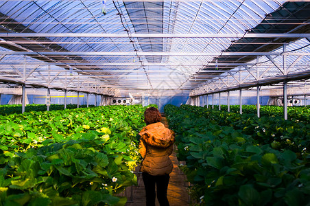 草莓农场在韩国南部的汉城图片