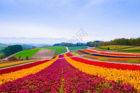 花地多彩草野北海道日本背景图片