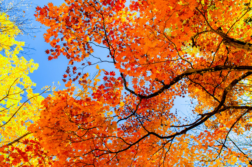 橙色秋叶对着蓝天图片
