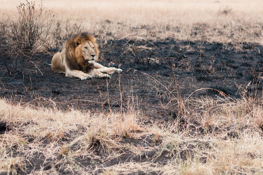 在坦萨尼亚州serngti公园发生小场野火后雄狮躺在被烧毁的田地上图片