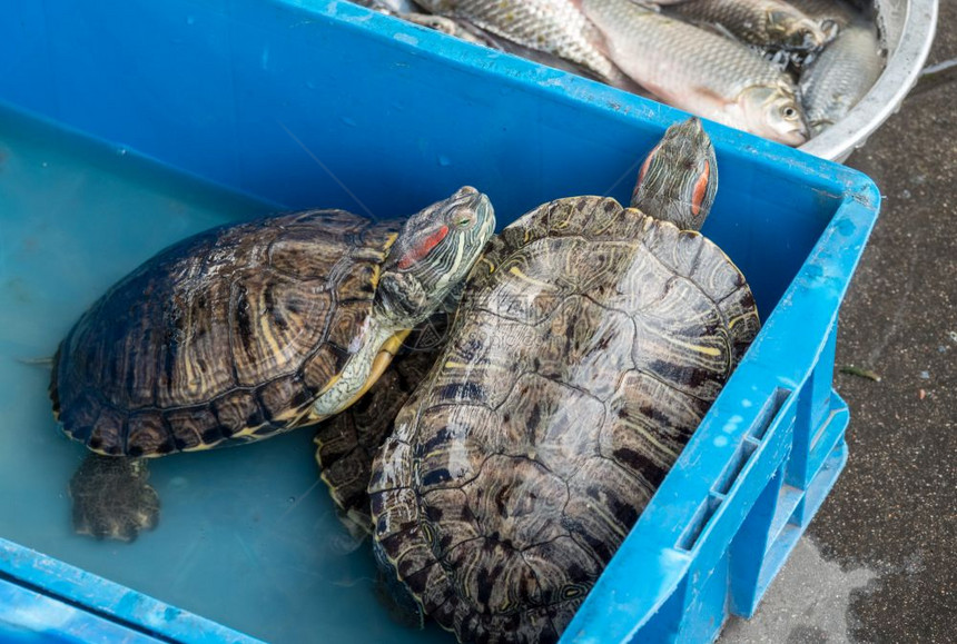 海龟和鱼的容器在天津海河捕获后出售图片