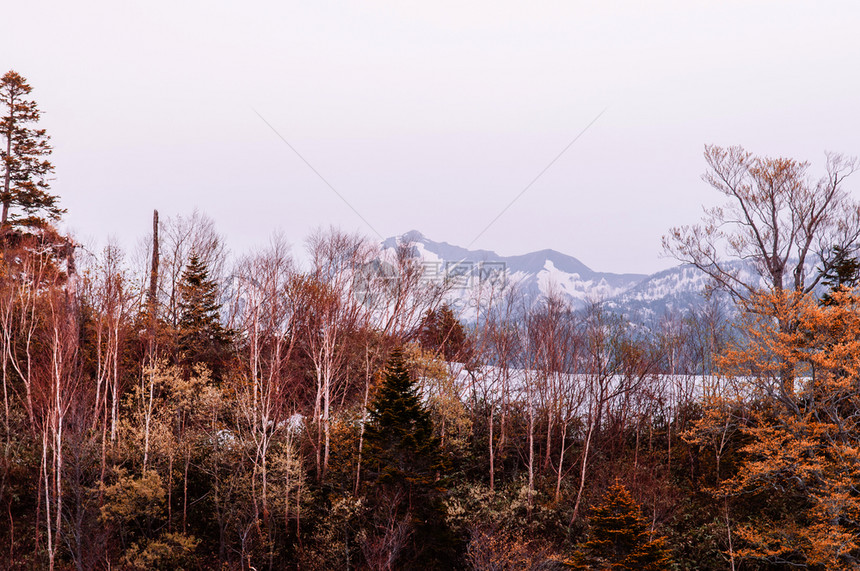 阿尔卑斯山上的雪和树图片