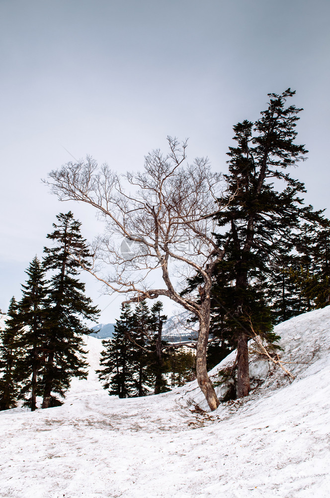 日本阿尔卑斯山上的一棵雪山枯树图片