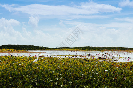 贾湖骨笛白埃格雷特在Talynoi绿地的海鸟在泰国法塔隆的Songkhla湖中拉马萨湿地保留着Songkhla湖背景